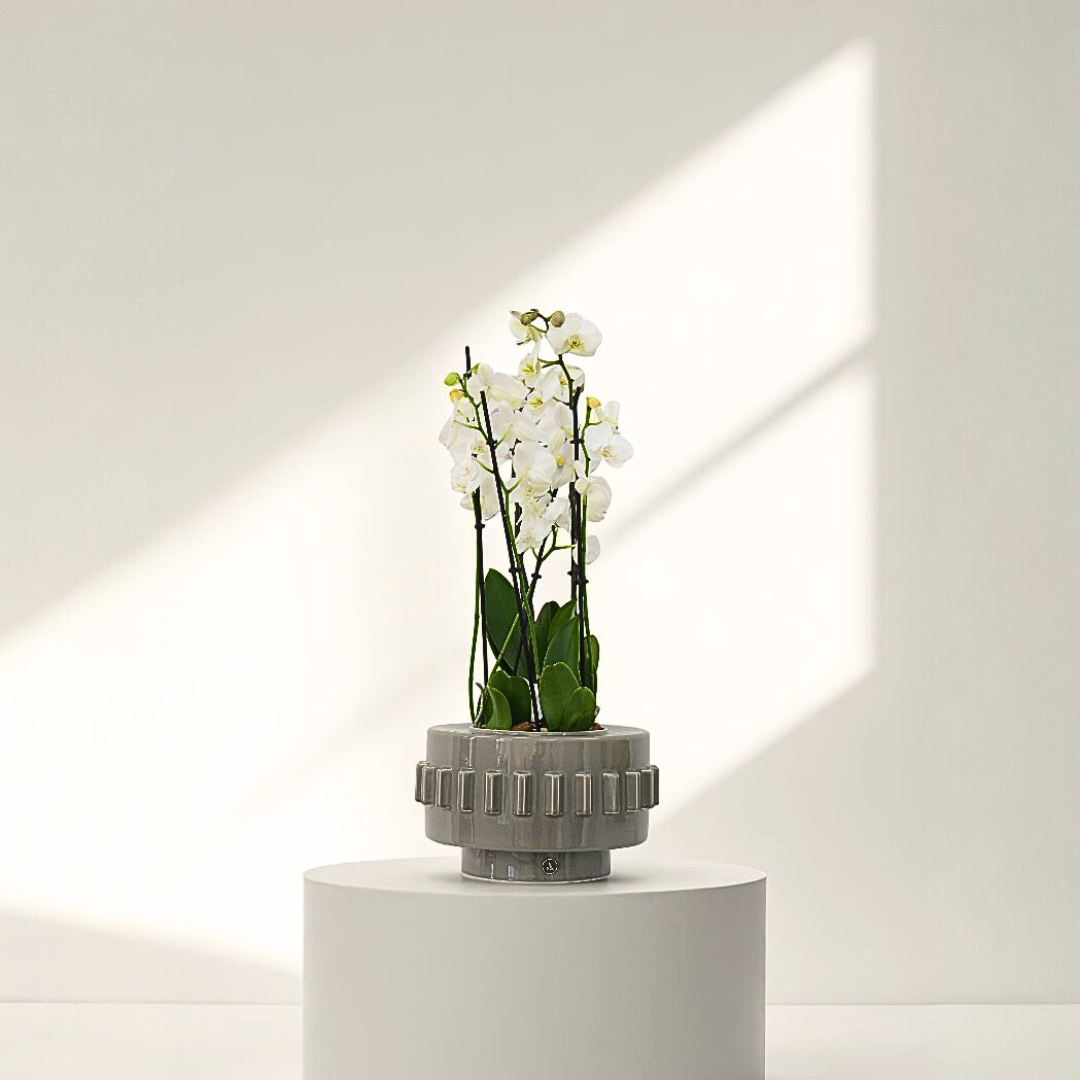 Vase/ boite Criptana - Gris